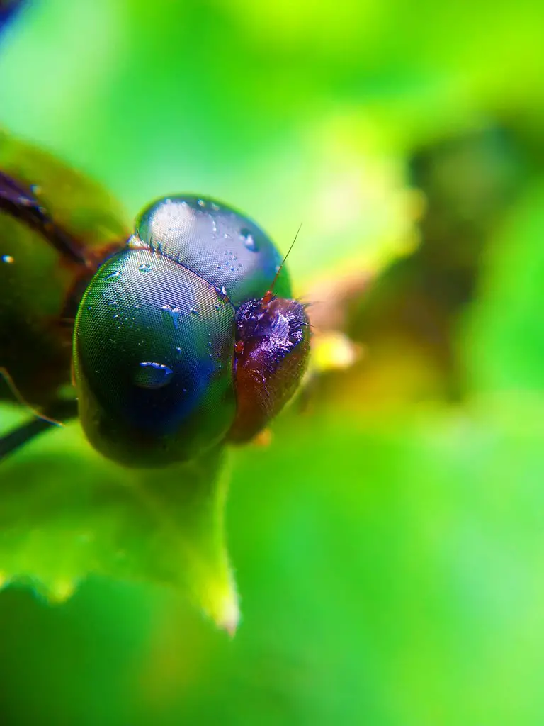 Green Dragonfly Eyes taken using Samsung Galaxy S2 Camera + Macro Lens