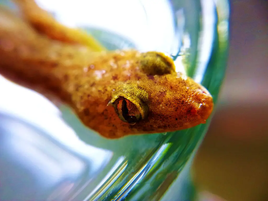 House Lizard Head taken using Samsung Galaxy S2 Camera + Macro Lens