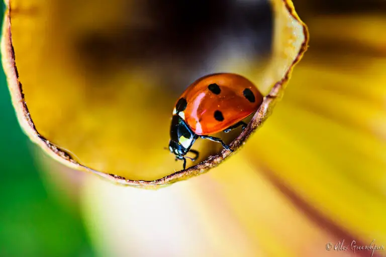 Macro Photography Composition: Finding Beauty in the Smallest Subjects