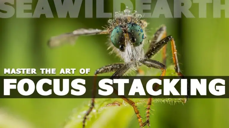 Mastering the Art of Focus Stacking in Photography