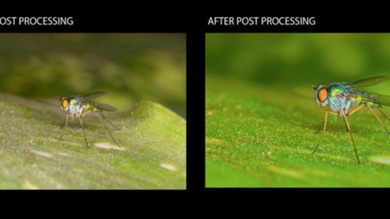 Post-Processing Techniques for Macro Photography: Enhancing Details in Photoshop